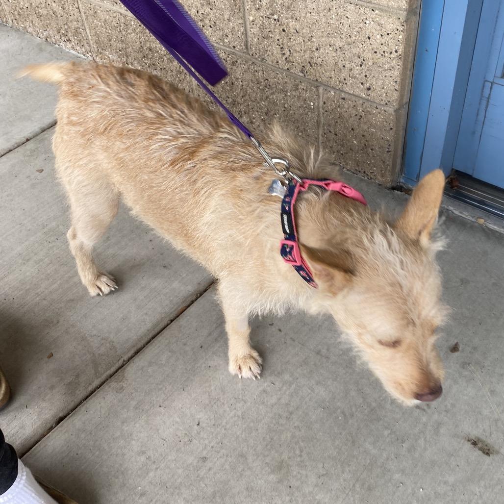 Enlarge Cali, a Adoptable mixed breed in Escondido, CA image 4/5