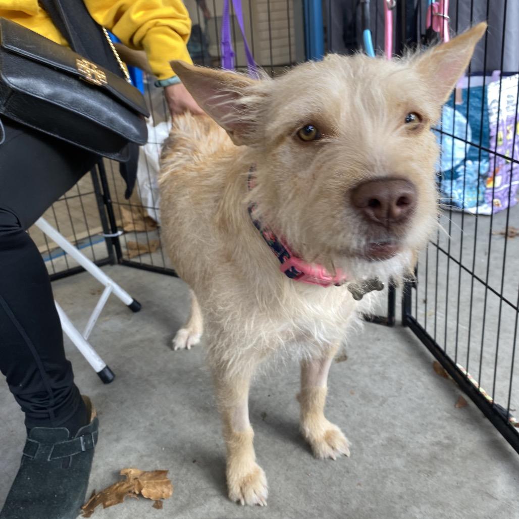 Enlarge Cali, a Adoptable mixed breed in Escondido, CA image 5/5