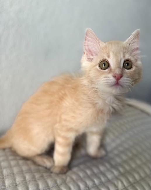 Enlarge Woozoo, a Adopted Domestic Medium Hair in Modesto, CA image 1/1