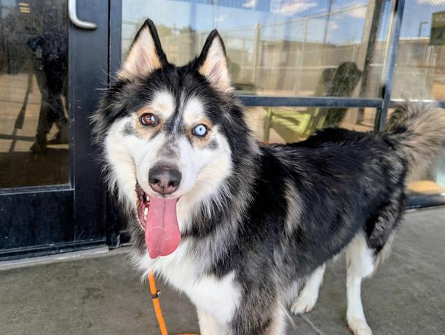 OOBIE, Adoptable, Adult Male Siberian Husky & Alaskan Malamute.