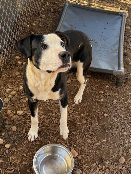 Petey, Adoptable, Adult Male Pit Bull Terrier & Mixed Breed.