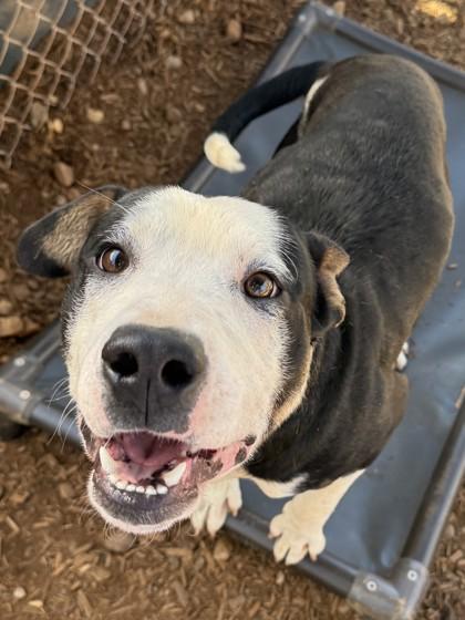 Enlarge Petey, a Adoptable mixed breed in Cumming, GA image 2/3