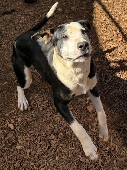 Enlarge Petey, a Adoptable mixed breed in Cumming, GA image 3/3