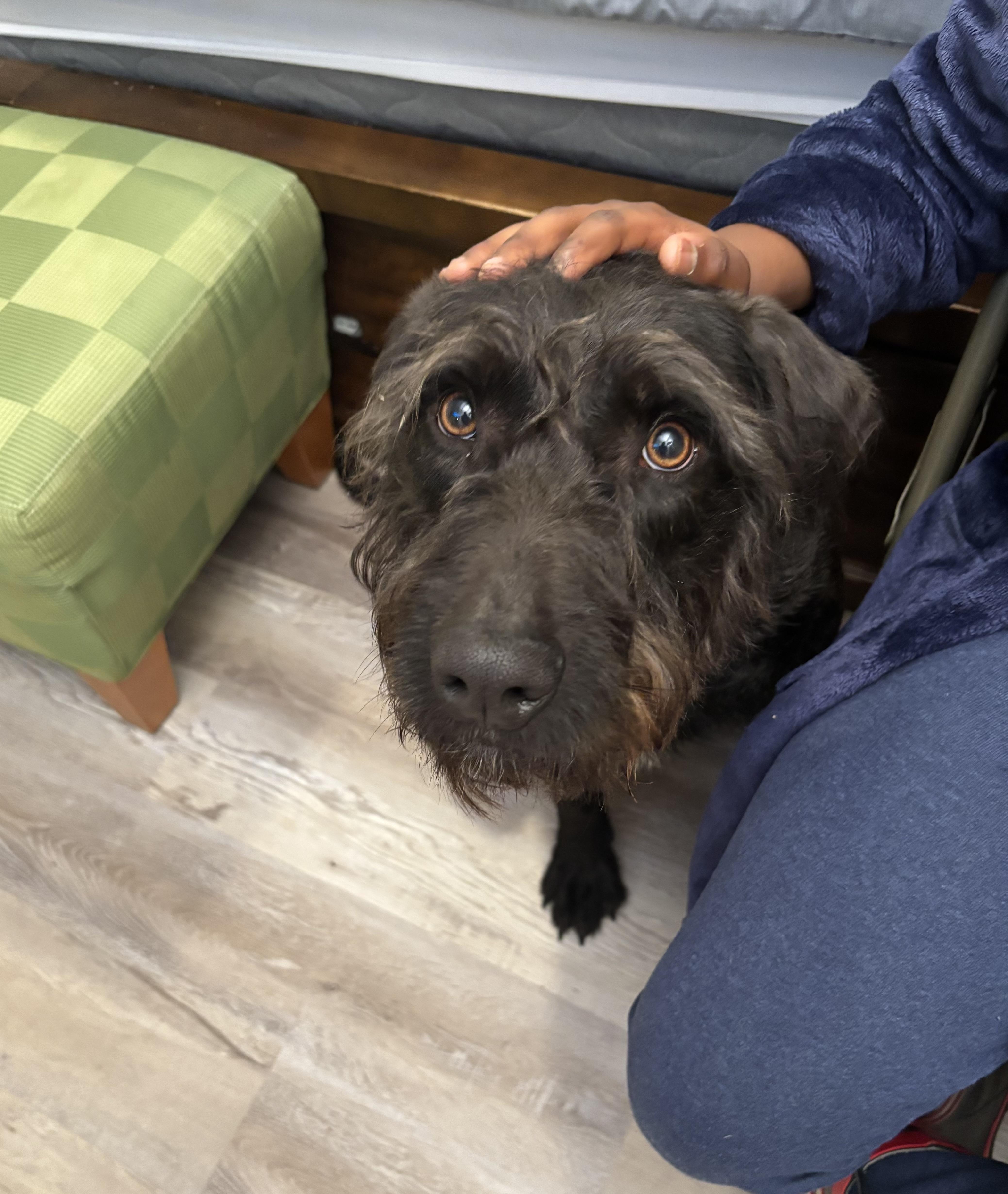 Enlarge Watson, a ADOPTABLE mixed breed in Kittery, ME image 1/4