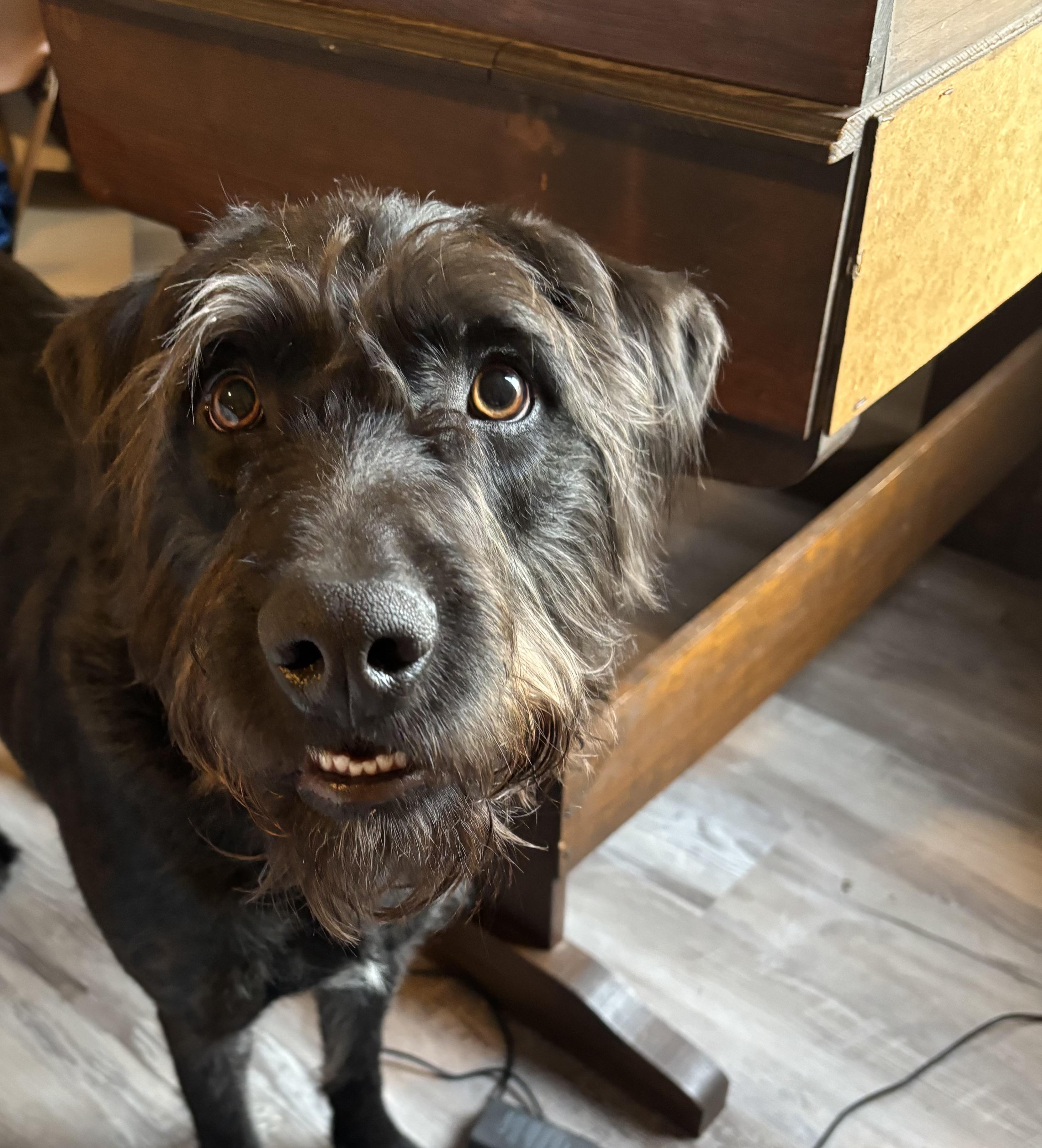 Enlarge Watson, a ADOPTABLE mixed breed in Kittery, ME image 2/4