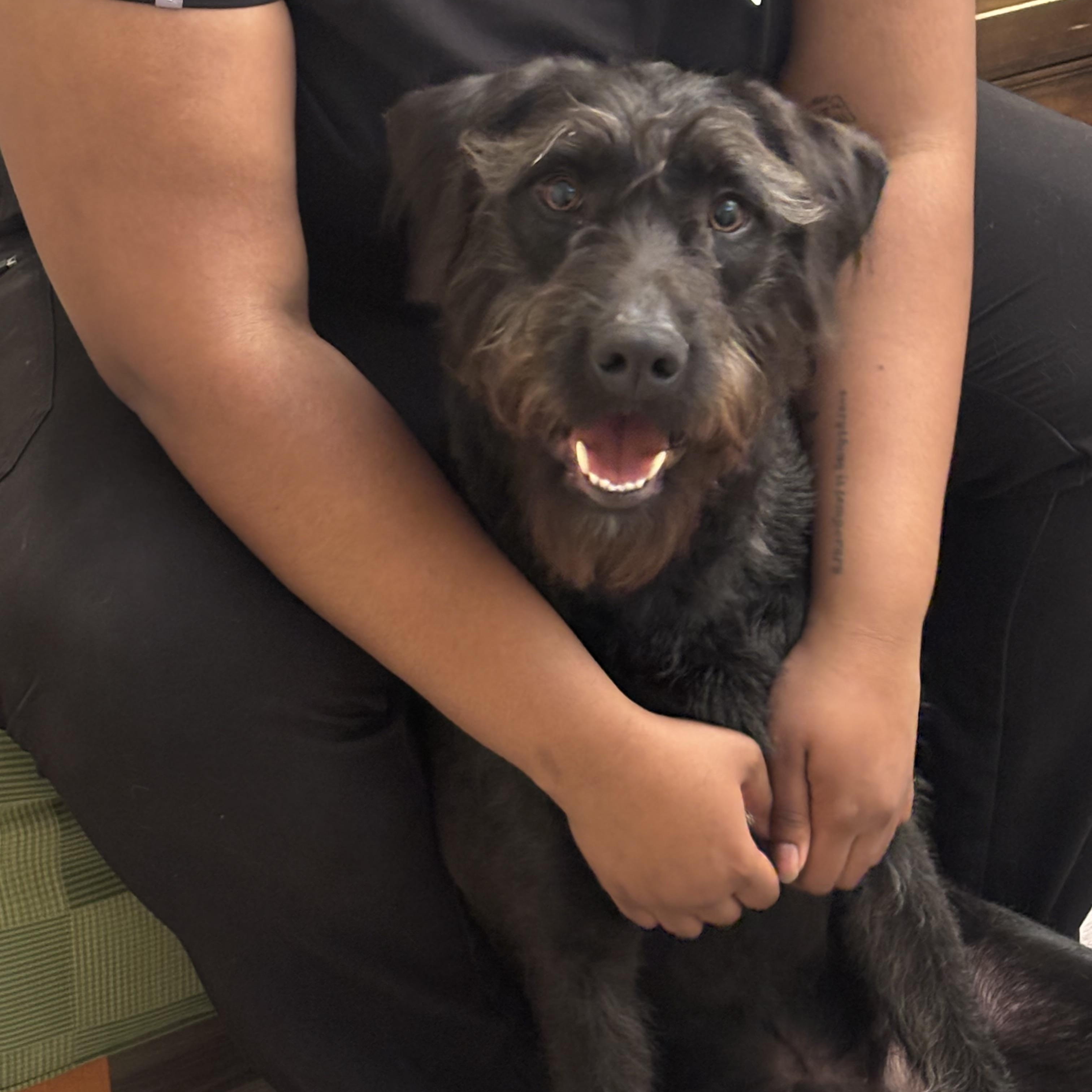 Enlarge Watson, a ADOPTABLE mixed breed in Kittery, ME image 3/4