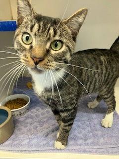 Oreo 1 year old, Adopted, Young Male Domestic Short Hair.