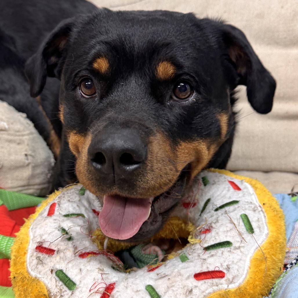 Enlarge Zoey, a Adoptable Rottweiler in Pinson, TN image 1/6