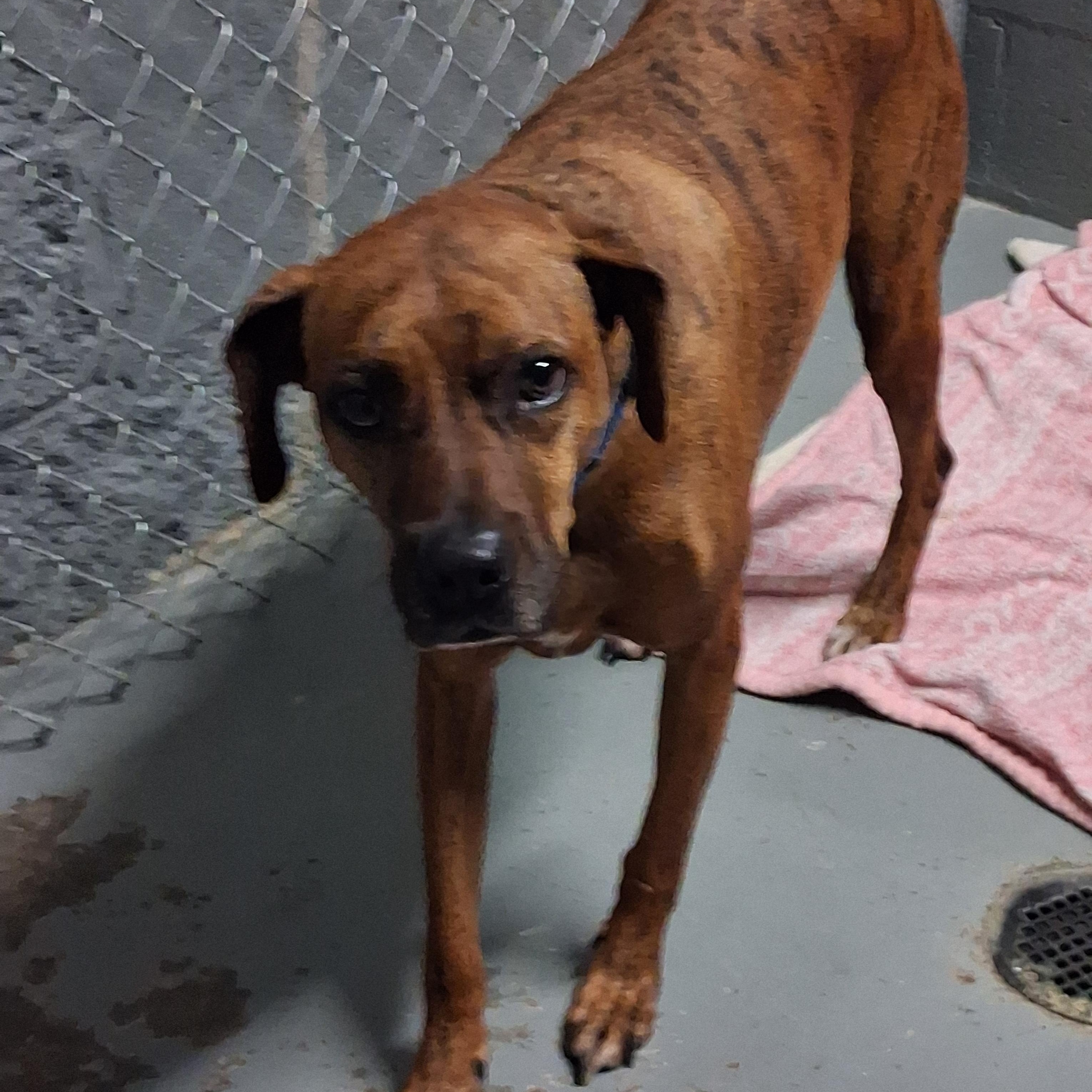 Brandon, Adoptable, Adult Male Boxer.