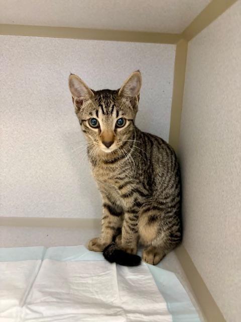 Enlarge Millie, a ADOPTABLE Domestic Short Hair in Winter Haven, FL image 2/2