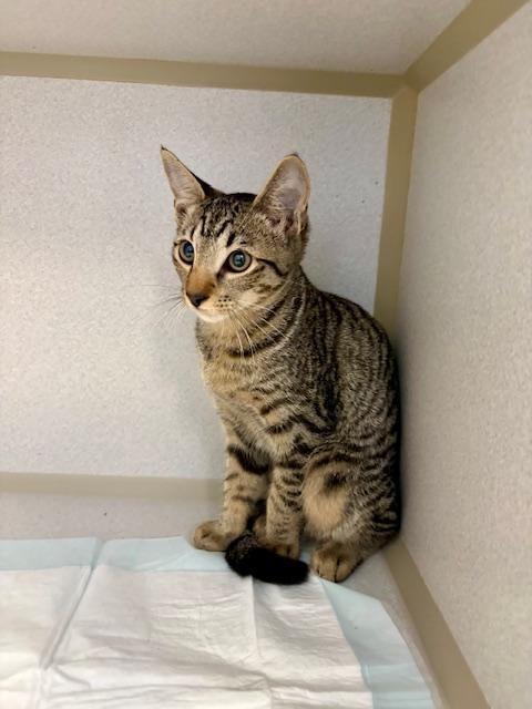 Millie, ADOPTABLE, Kitten Female Domestic Short Hair.