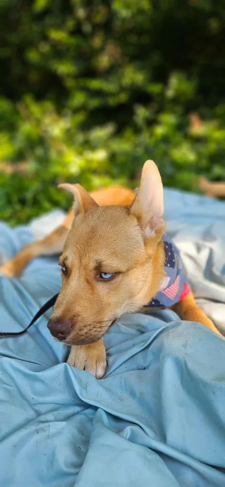 Kodiak, a Adoptable mixed breed in Norfolk, MA image 1/4