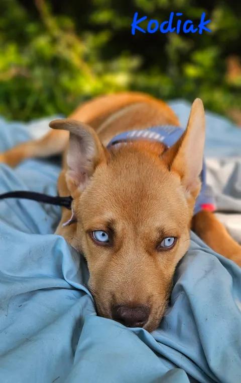 Kodiak, a Adoptable mixed breed in Norfolk, MA image 2/4