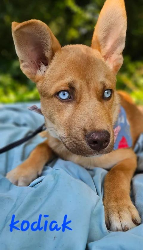 Kodiak, a Adoptable mixed breed in Norfolk, MA image 3/4