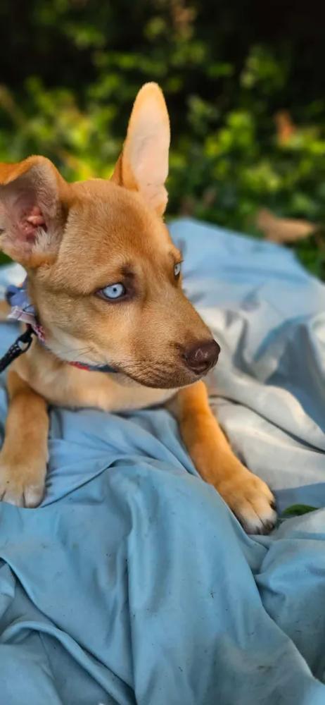 Kodiak, a Adoptable mixed breed in Norfolk, MA image 4/4