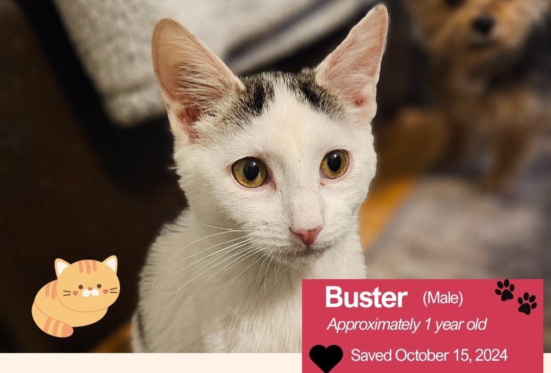 Buster, Adoptable, Adult Male Domestic Short Hair.
