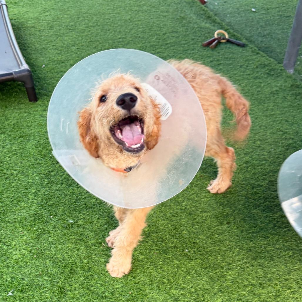 Killian, Adoptable, Puppy Male Golden Retriever & Standard Poodle.