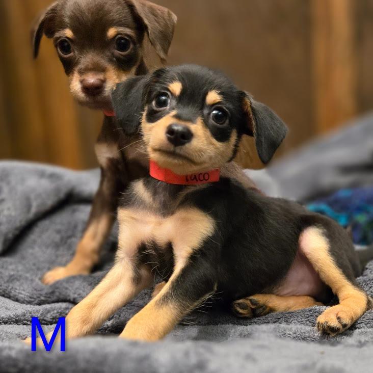 Taco, Adoptable, Puppy Male Chihuahua.