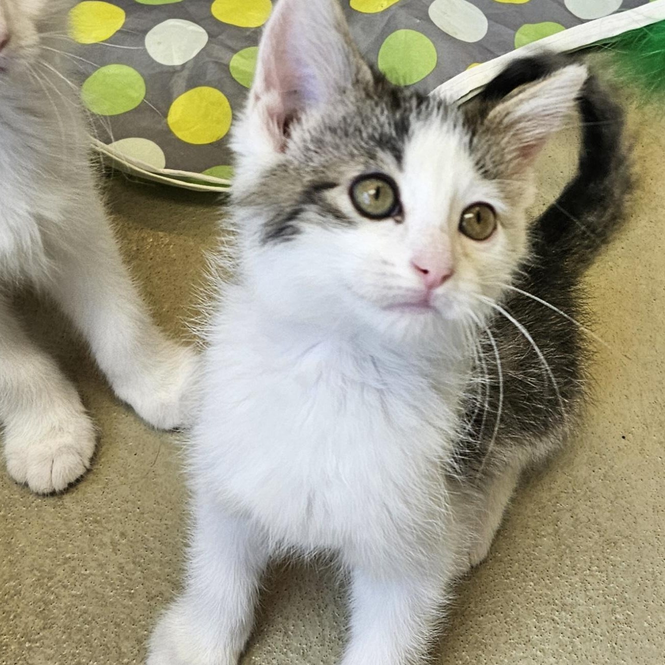 Rikki, adopted, Kitten Female Domestic Medium Hair.