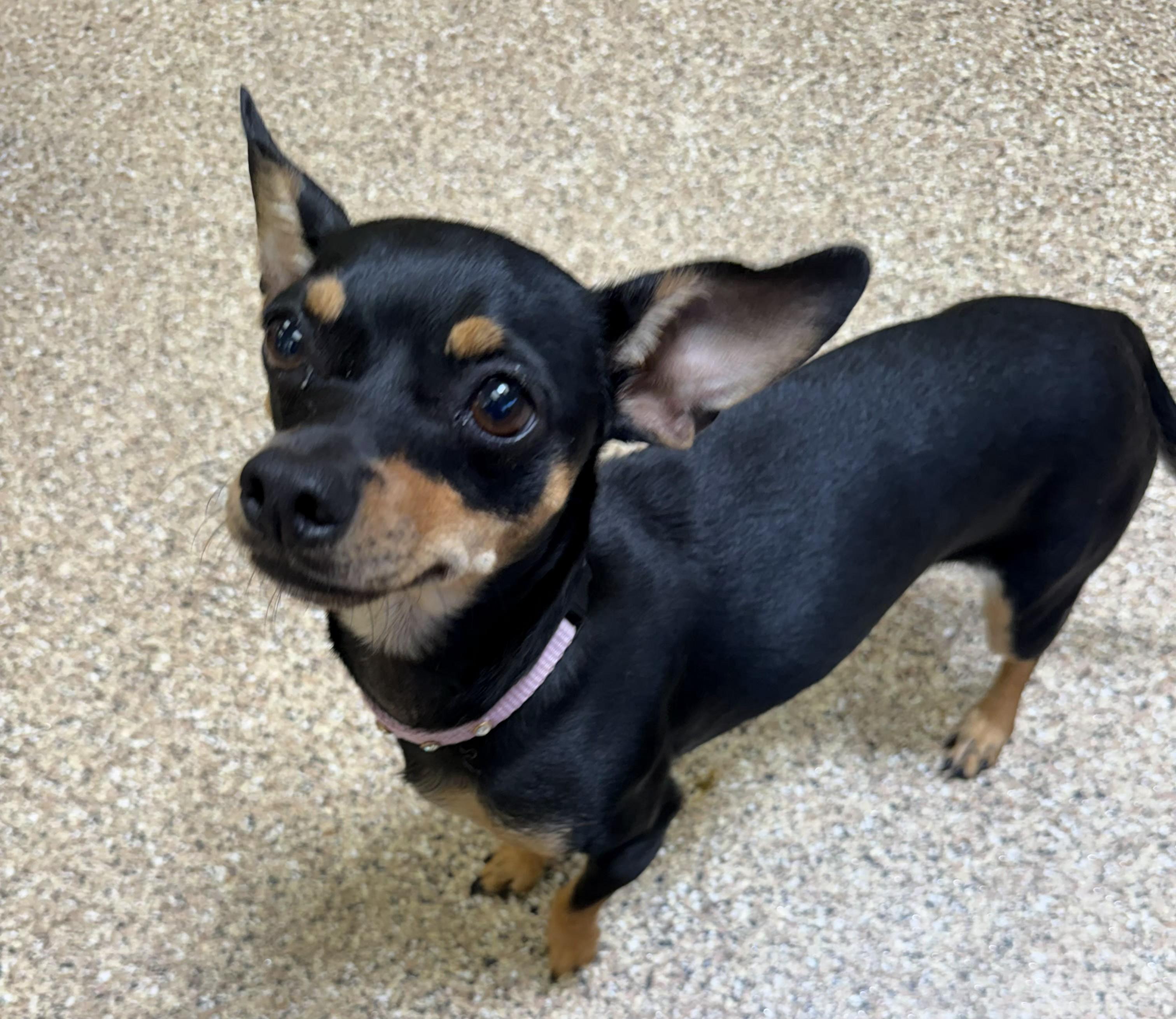 Jasmine and Saffron, adopted, Adult Female Chihuahua.