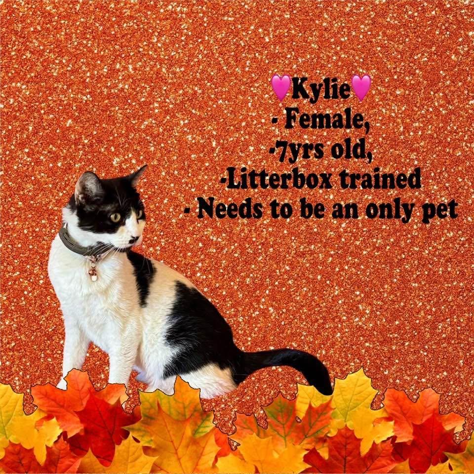 Kylie, a Adoptable Domestic Short Hair in Fresno, CA image 1/2