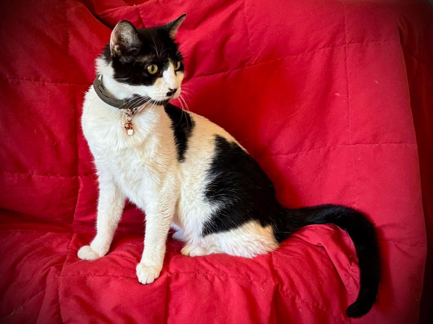 Kylie, a Adoptable Domestic Short Hair in Fresno, CA image 2/2