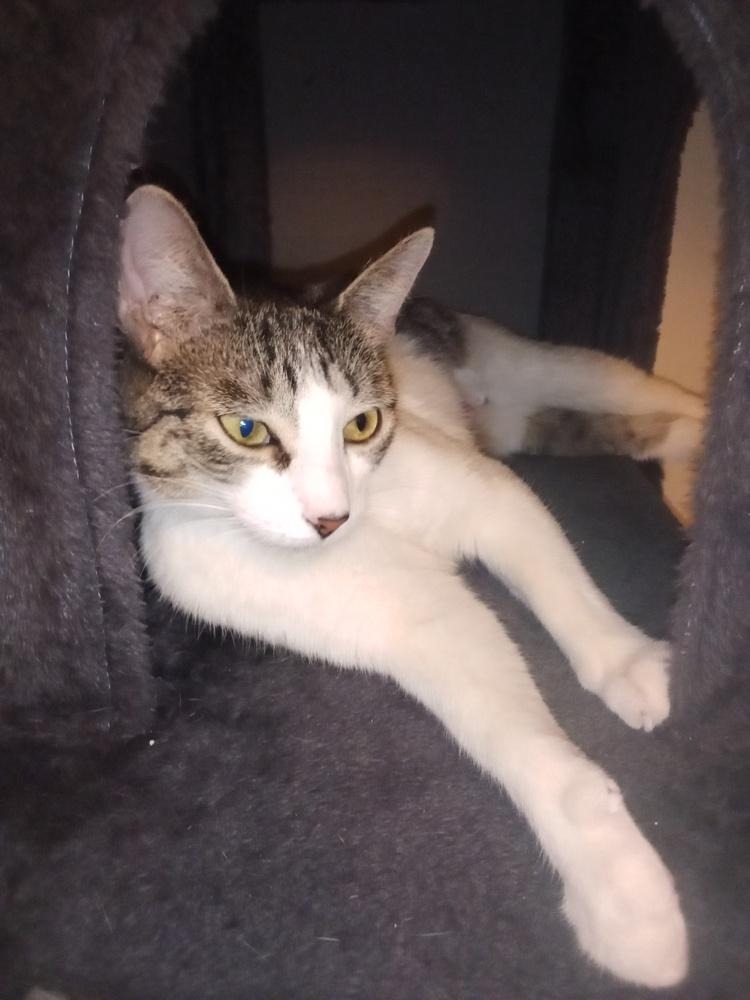 Enlarge Pandora, a Adoptable mixed breed in Warren, CT image 2/6