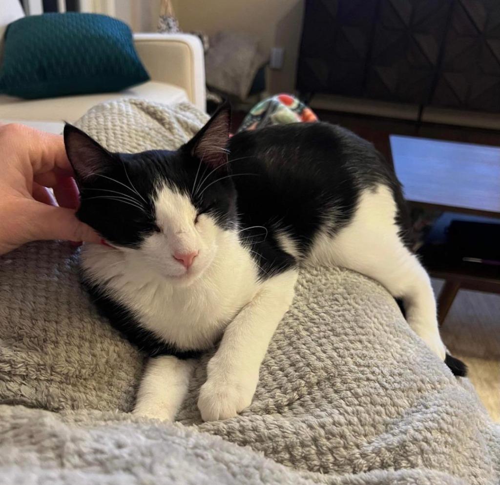 Rhea, Adoptable, Adult Female Domestic Short Hair.