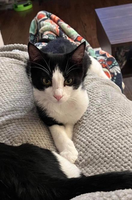 Rhea, Adoptable, Adult Female Domestic Short Hair.