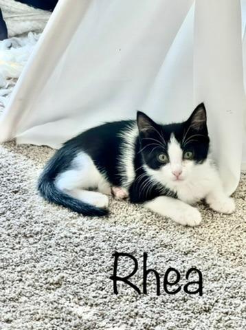 Enlarge Rhea, a Adoptable mixed breed in Hoover , AL image 2/3
