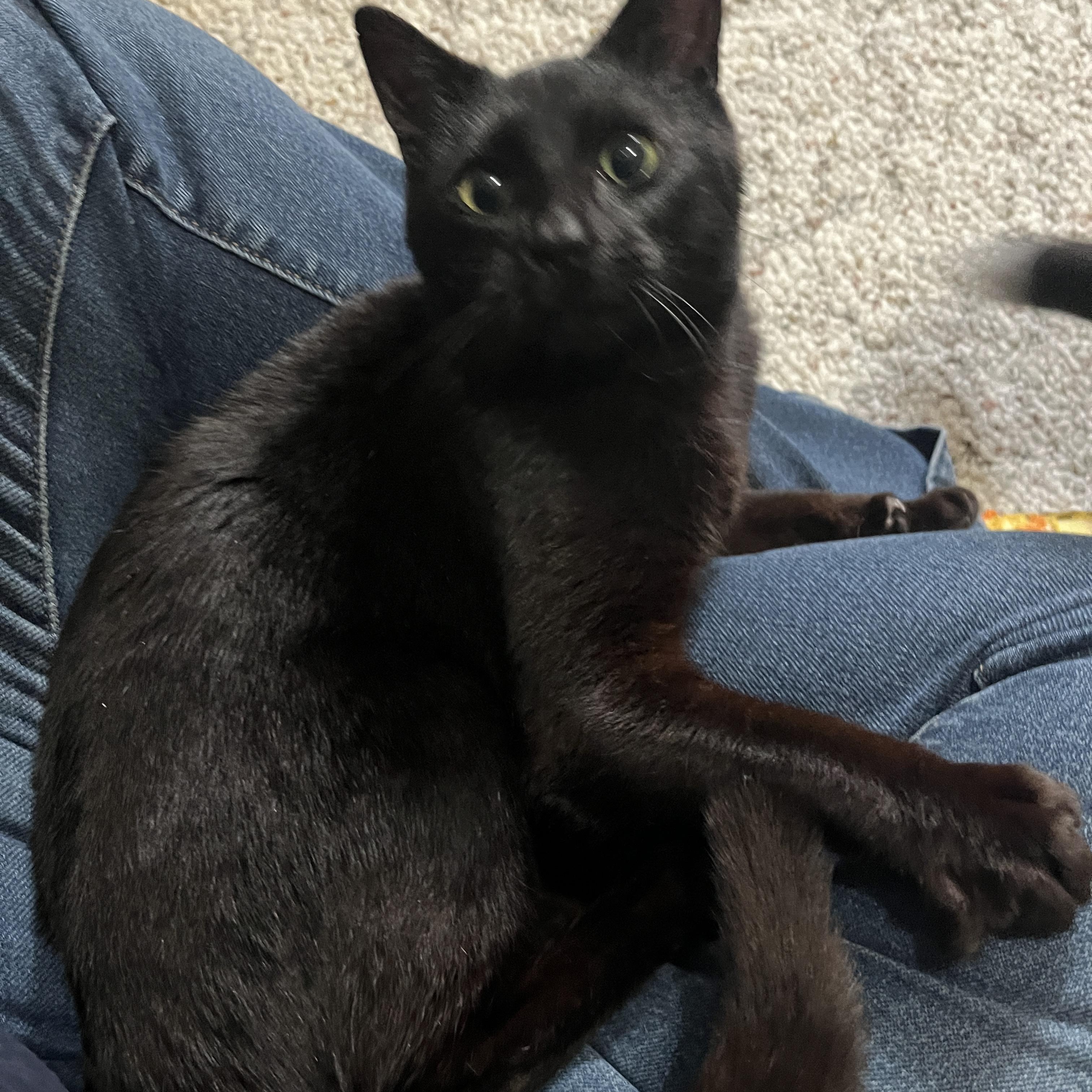 Enlarge Henry - bonded with Hopscotch , a ADOPTABLE Domestic Short Hair in Rochester, NY image 2/3