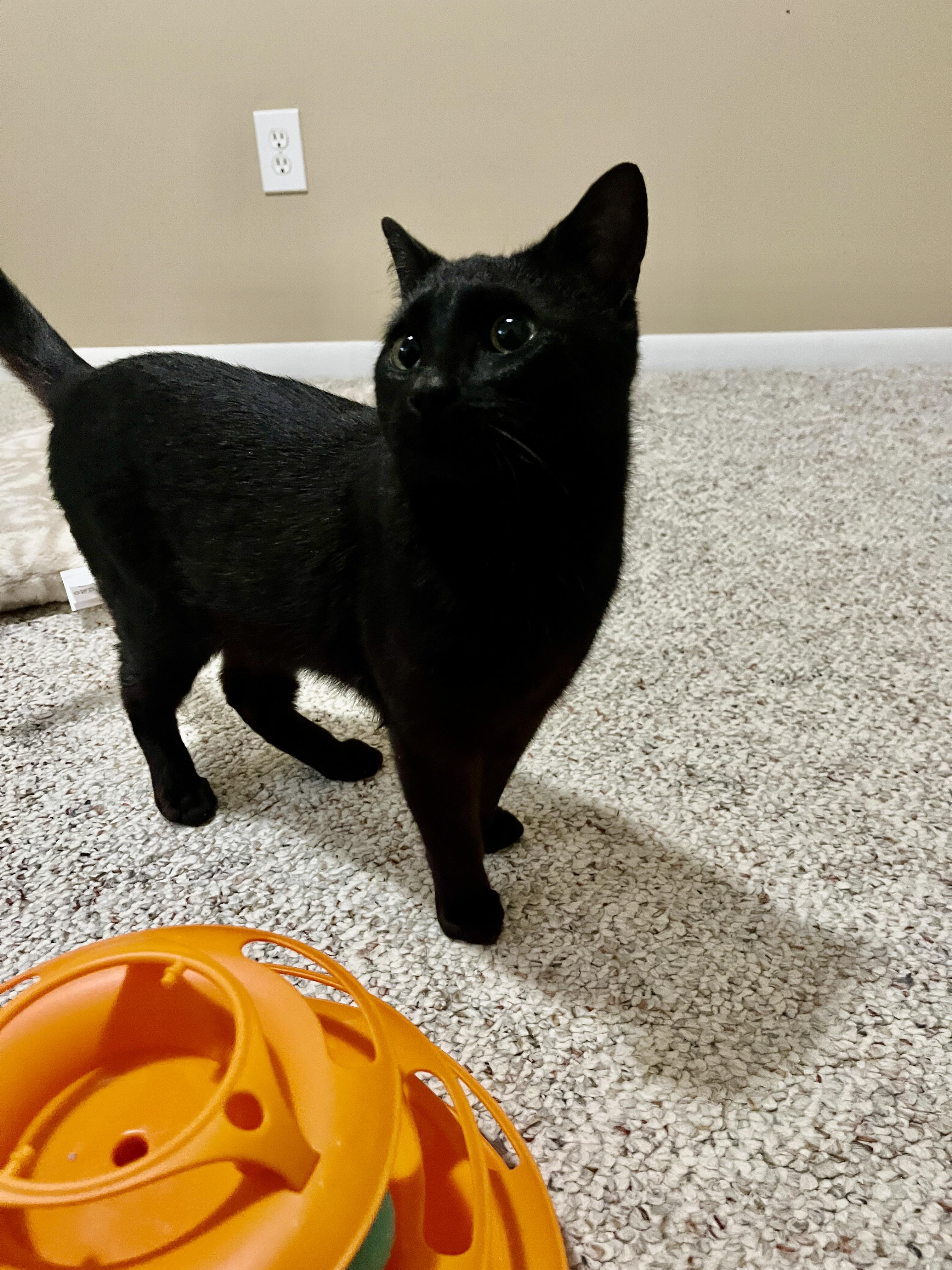 Henry - bonded with Hopscotch , ADOPTABLE, Young Male Domestic Short Hair.