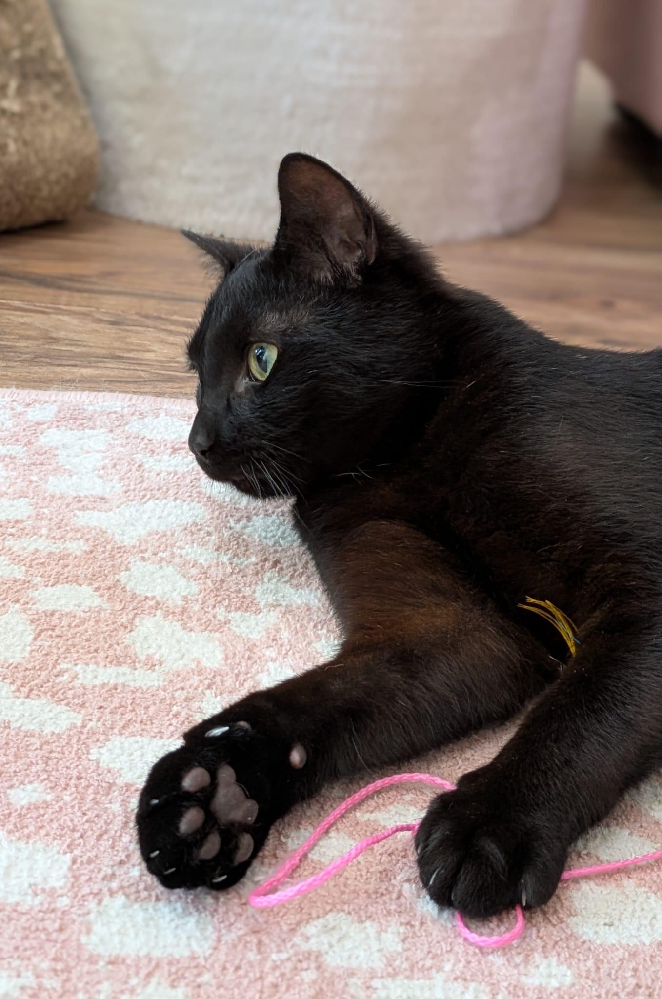 Henry - bonded with Hopscotch , a ADOPTABLE Domestic Short Hair in Rochester, NY image 3/6