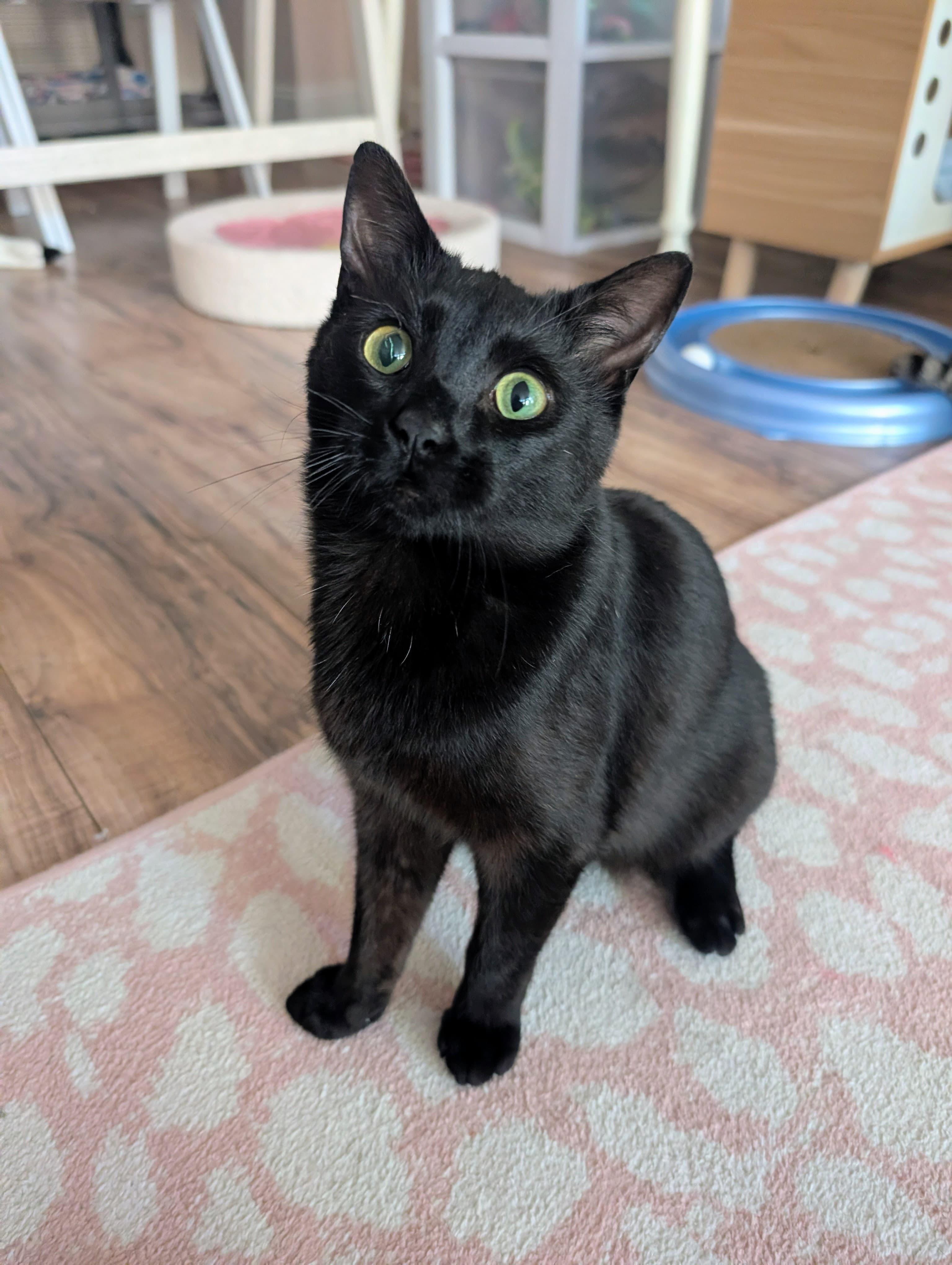 Henry - bonded with Hopscotch , ADOPTABLE, Young Male Domestic Short Hair.
