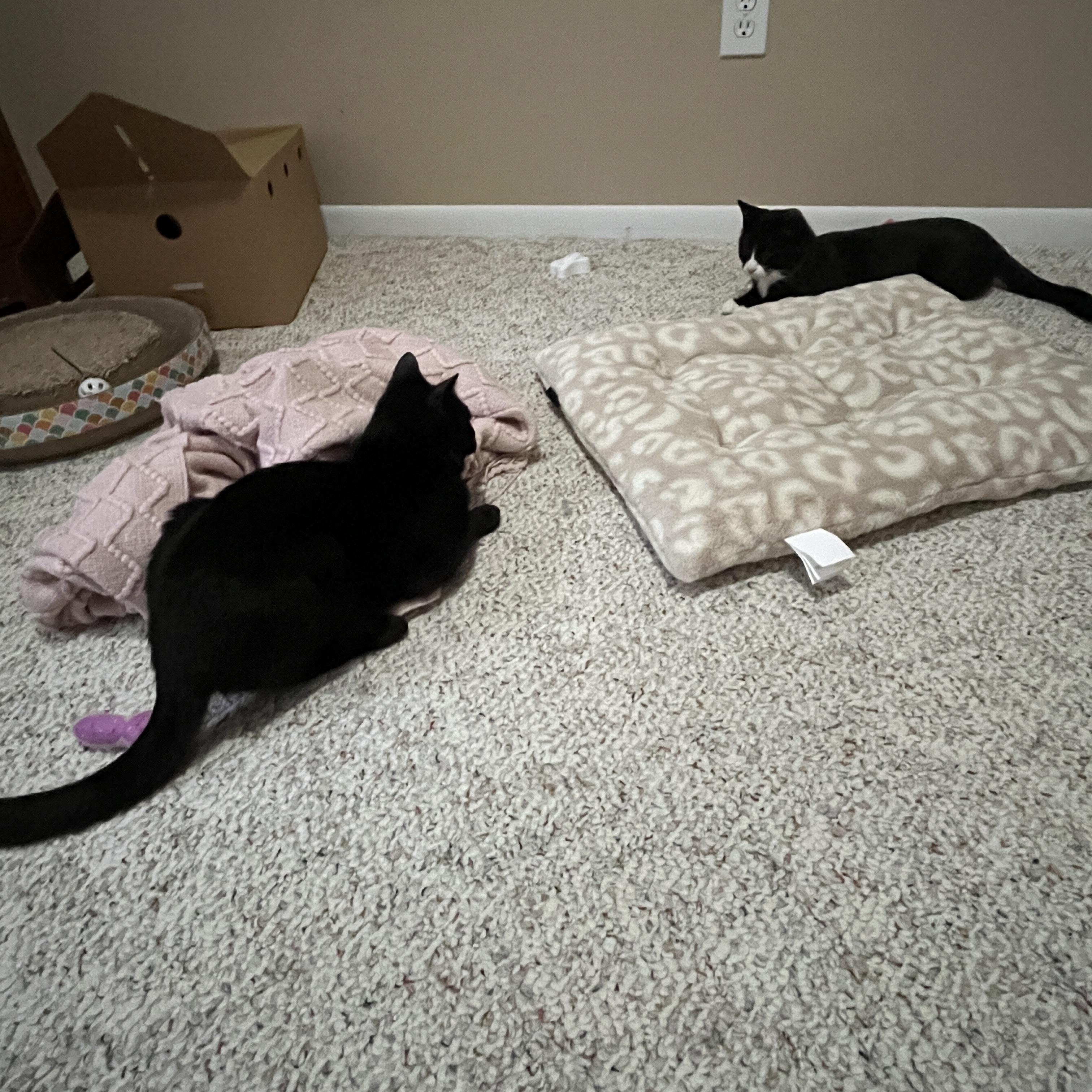 Enlarge Henry - bonded with Hopscotch , a ADOPTABLE Domestic Short Hair in Rochester, NY image 3/3
