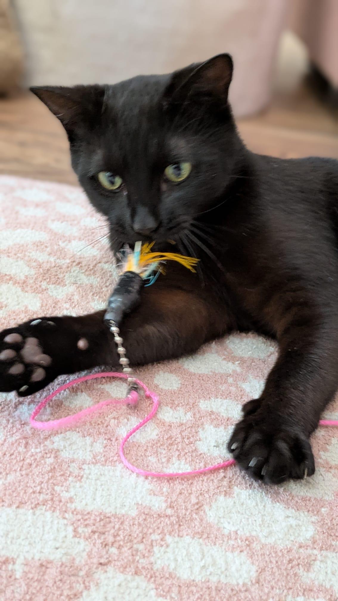 Henry - bonded with Hopscotch , ADOPTABLE, Young Male Domestic Short Hair.
