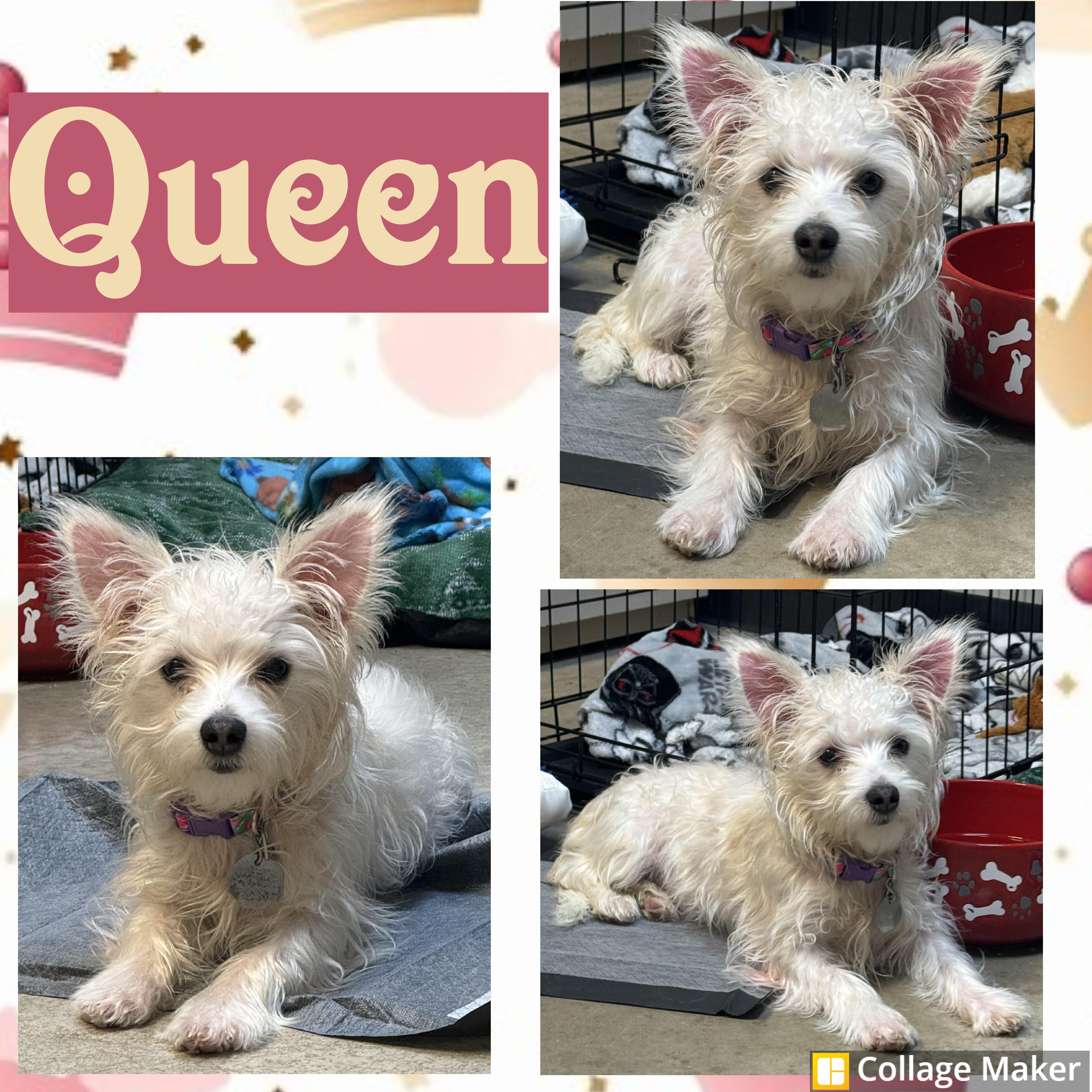 Queen, ADOPTABLE, Young Female Maltese.