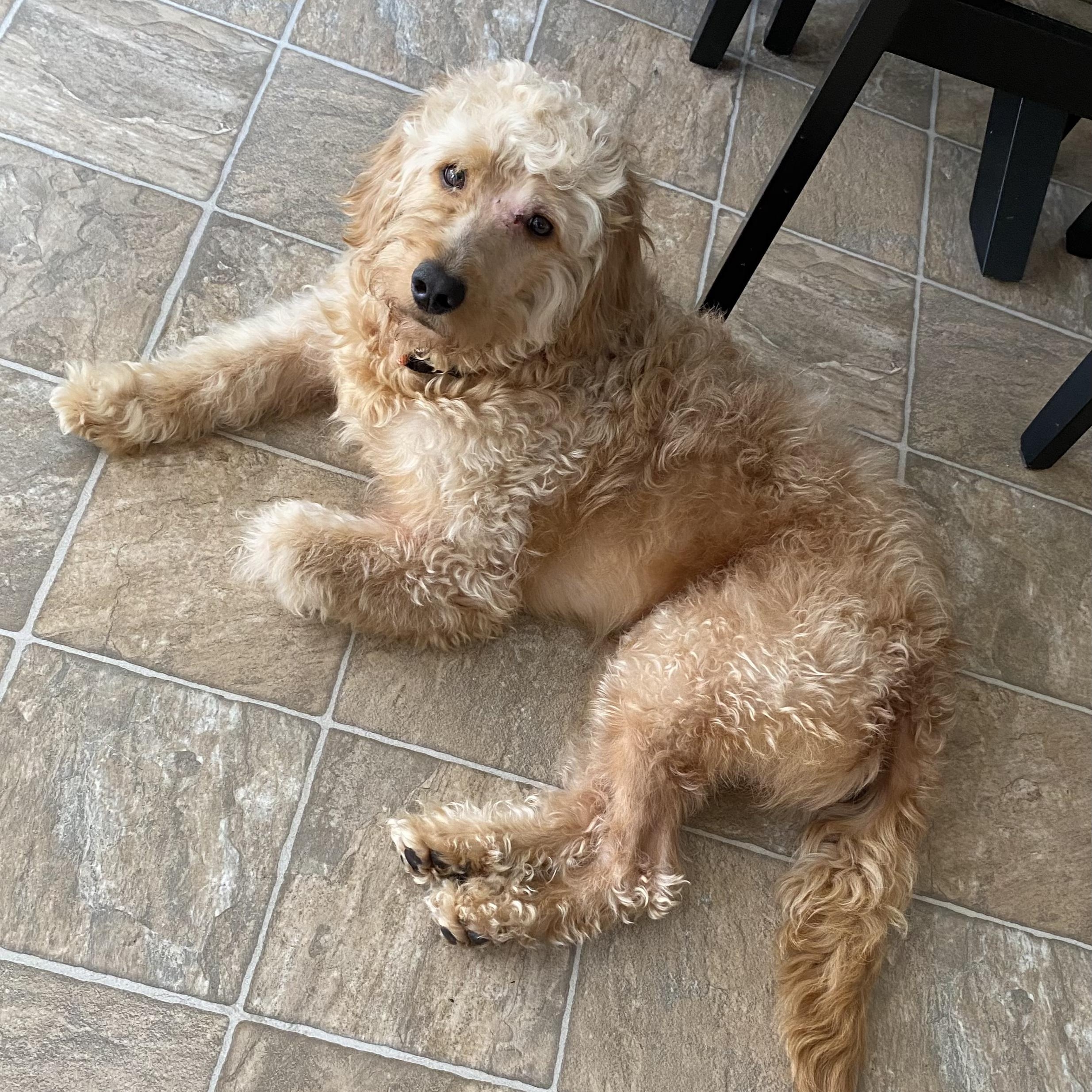 Rocky, an adopted Goldendoodle in Charlotte, NC image 3/5