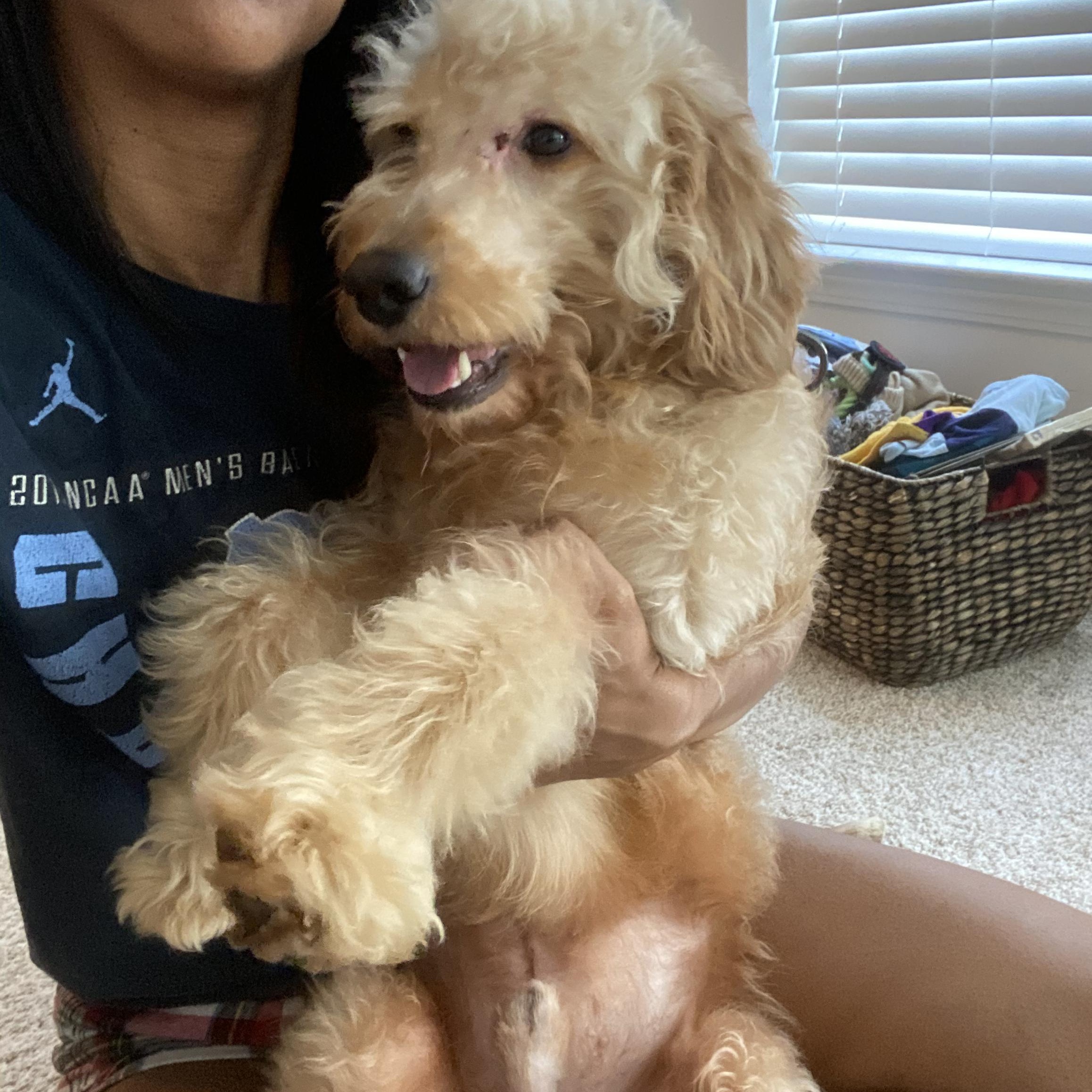 Rocky, an adopted Goldendoodle in Charlotte, NC image 5/5