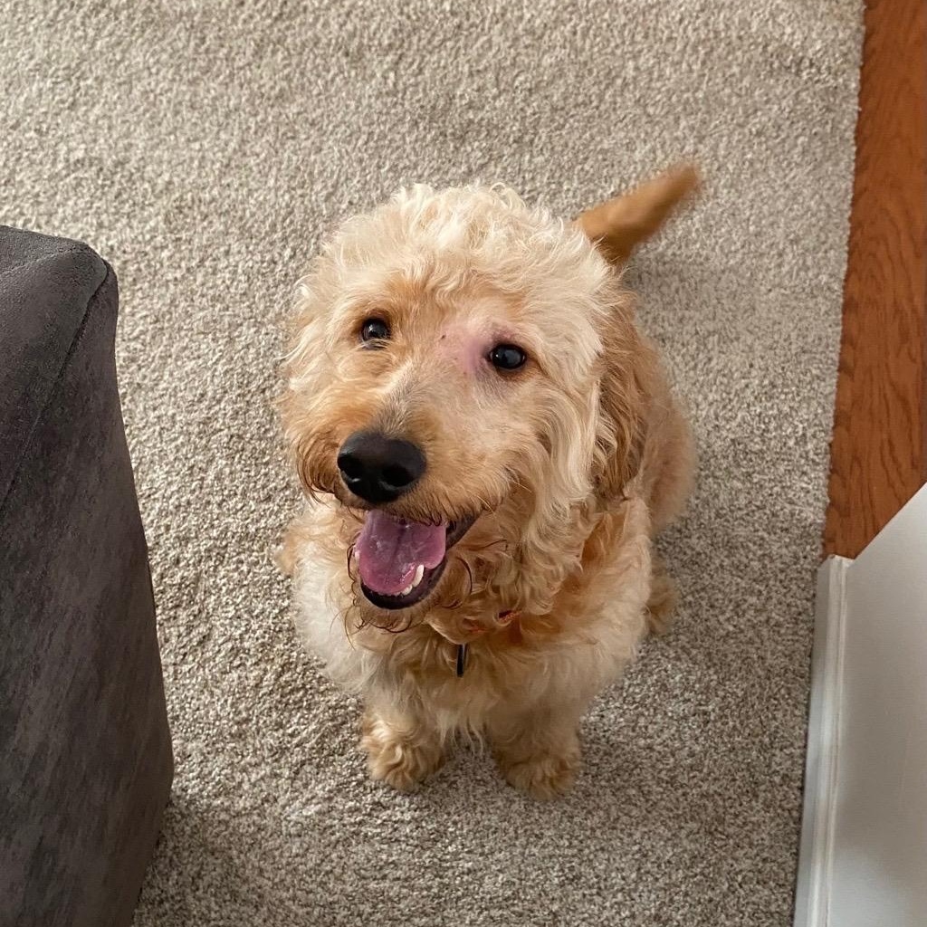 Rocky, adopted, Young Male Goldendoodle.