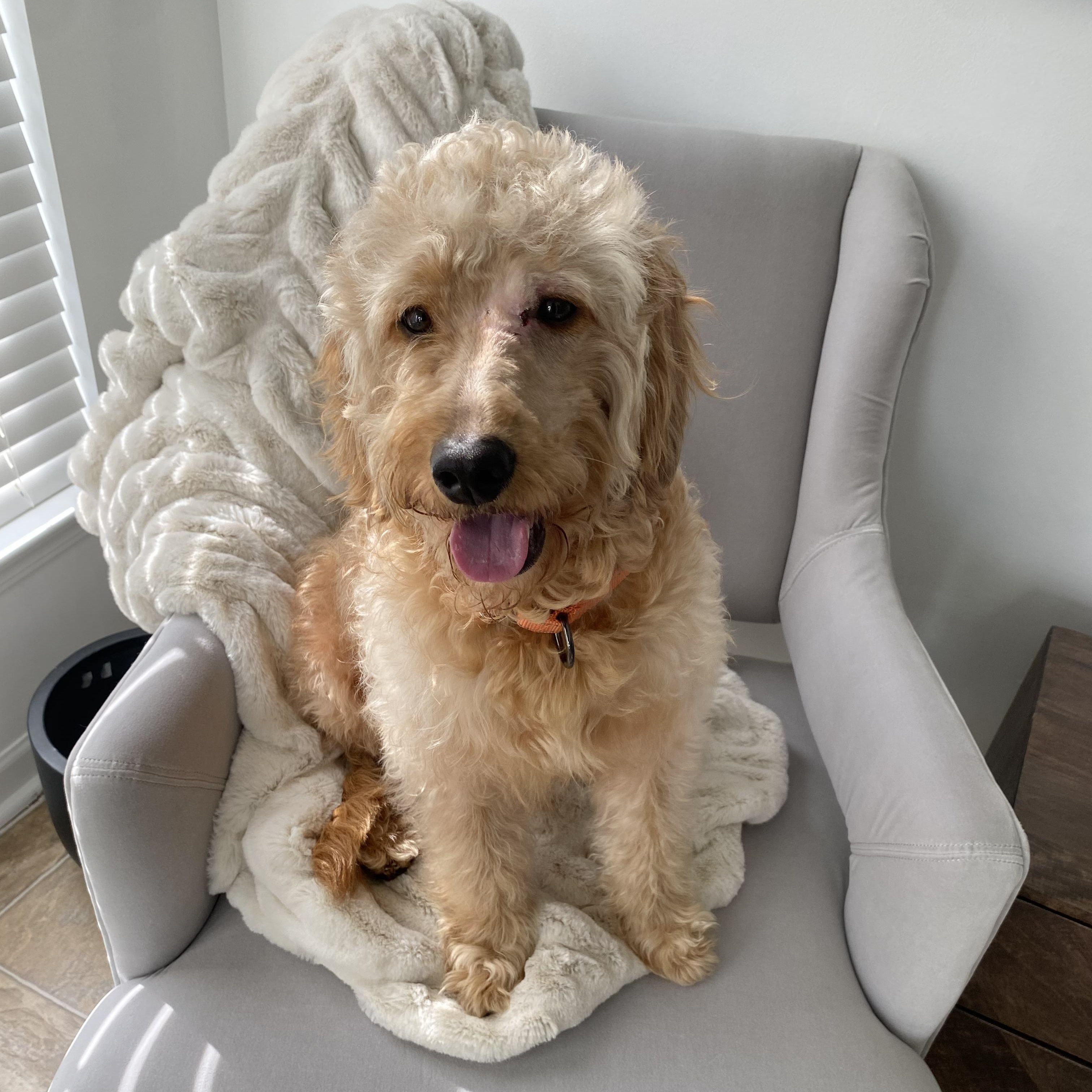 Rocky, an adopted Goldendoodle in Charlotte, NC image 4/5