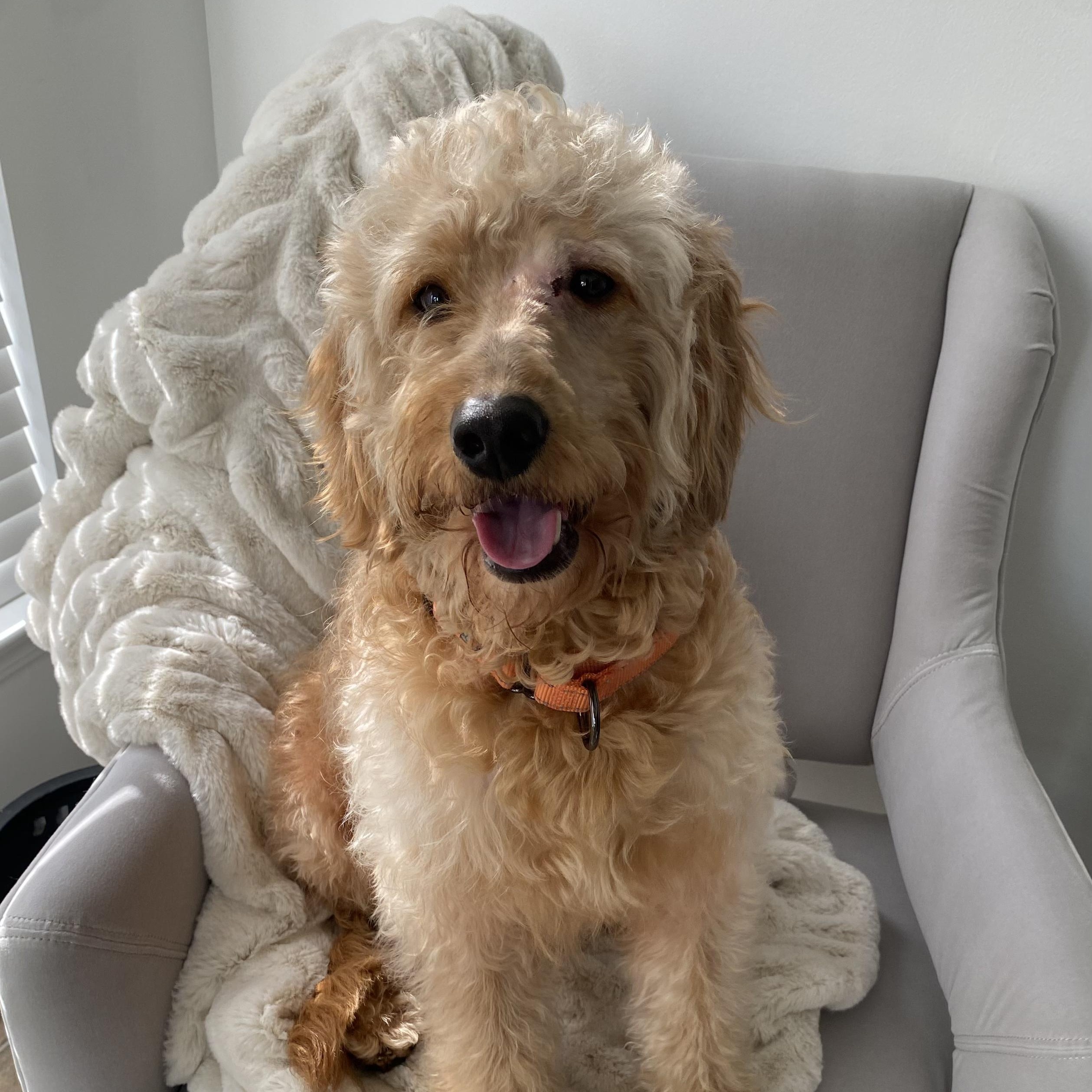 Rocky, an adopted Goldendoodle in Charlotte, NC image 2/5