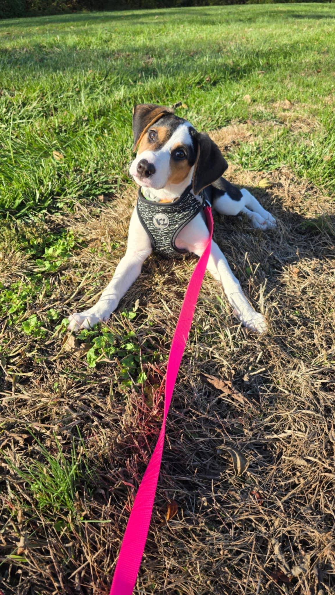 Amiyah, Adopted, Young Female Beagle.