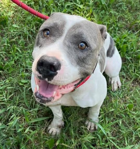 Anna Joyful Family Dog she is a  Happy Joyful Spirit 3 Years Old Perfect Age!