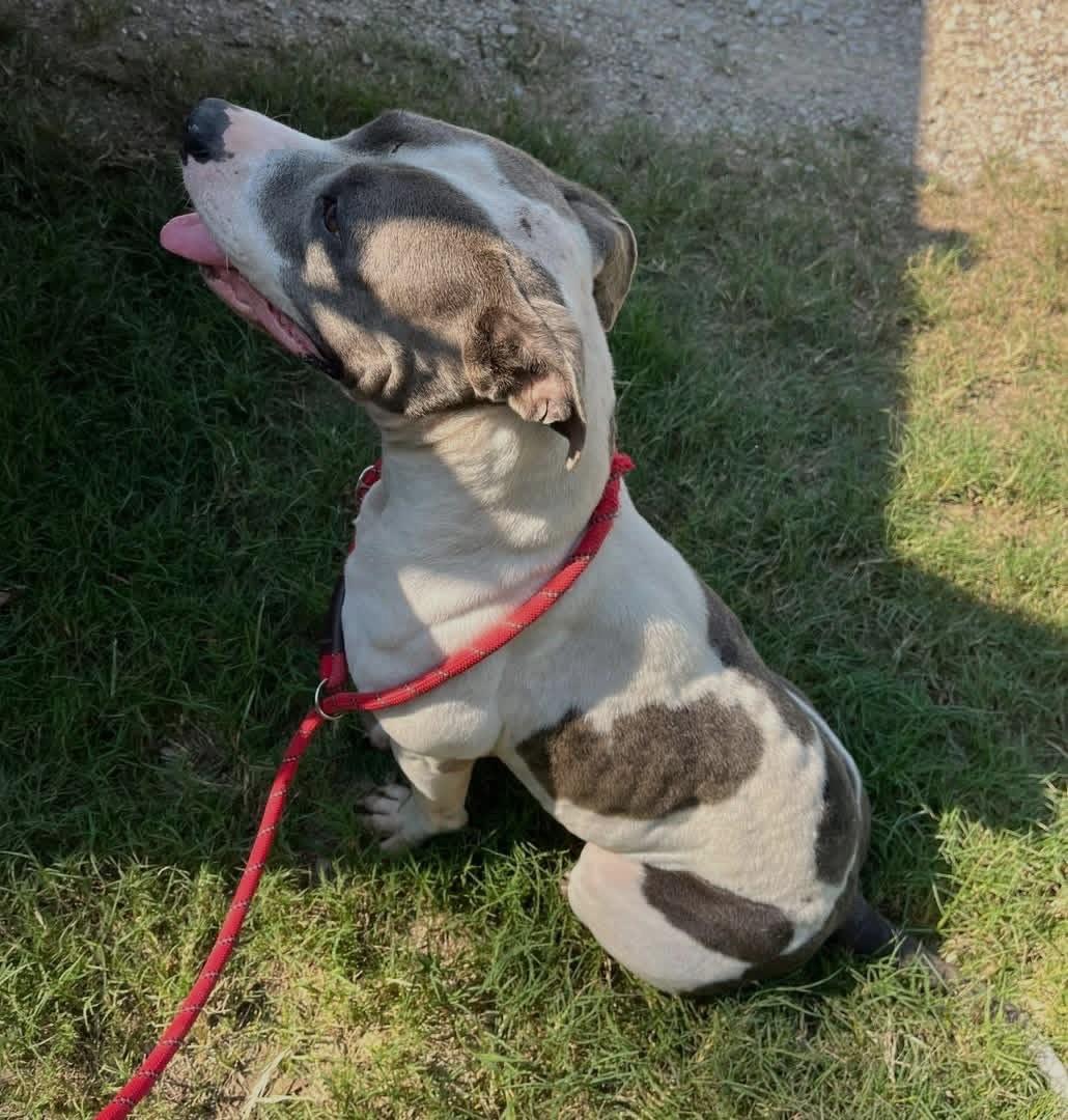 Anna Joyful Family Dog she is a  Happy Joyful Spirit 3 Years Old Perfect Age!