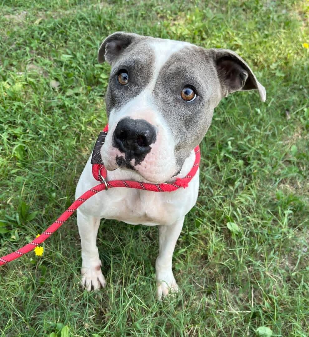 Enlarge Anna Joyful Family Dog she is a  Happy Joyful Spirit 3 Years Old Perfect Age!, a Adoptable mixed breed in Danbury, CT image 1/5