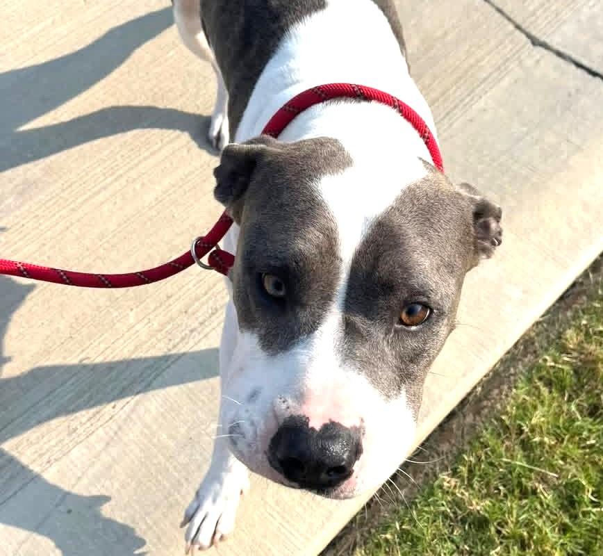 Anna Joyful Family Dog she is a  Happy Joyful Spirit 3 Years Old Perfect Age!