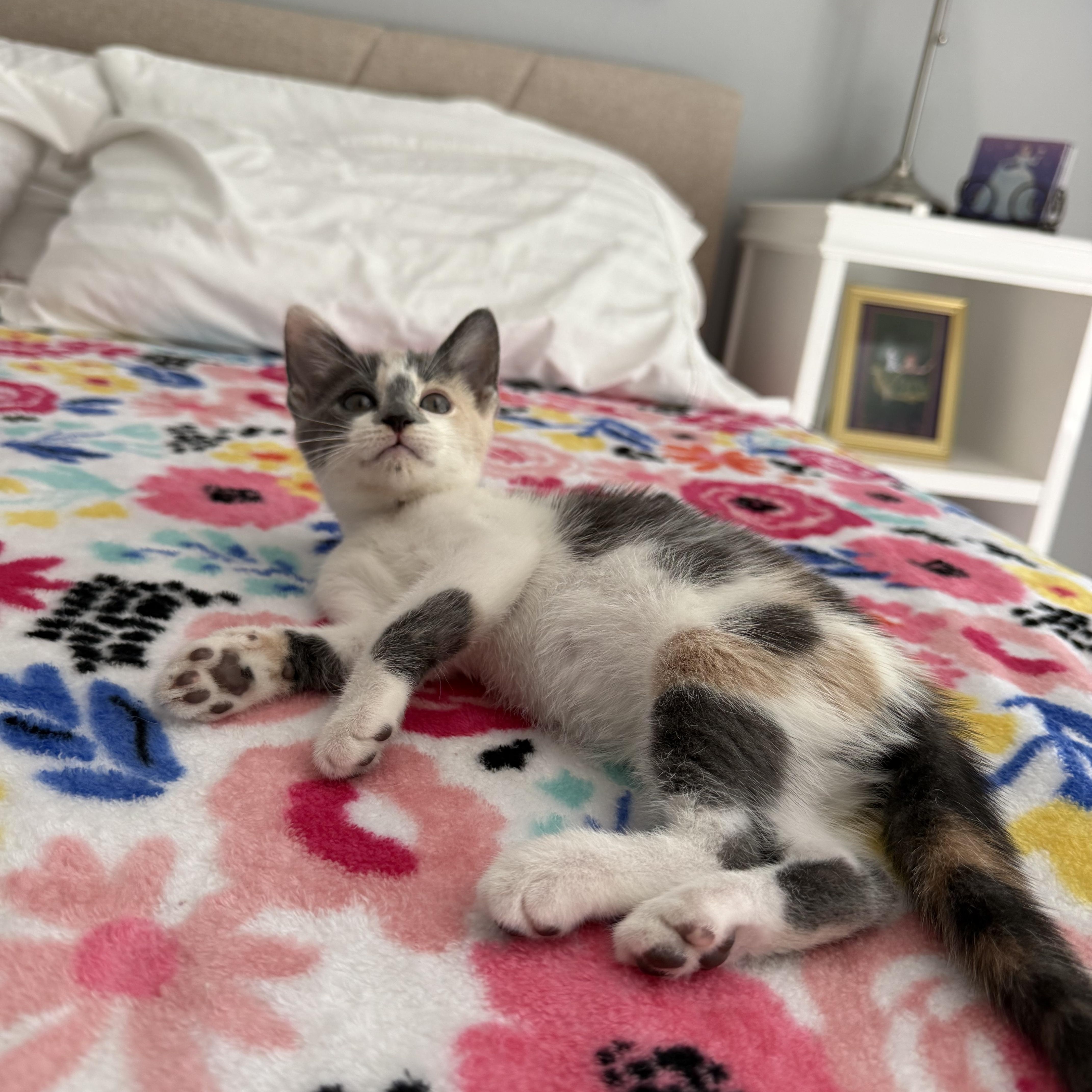 Enlarge Sophia, a Adopted Calico in Maitland, FL image 2/6