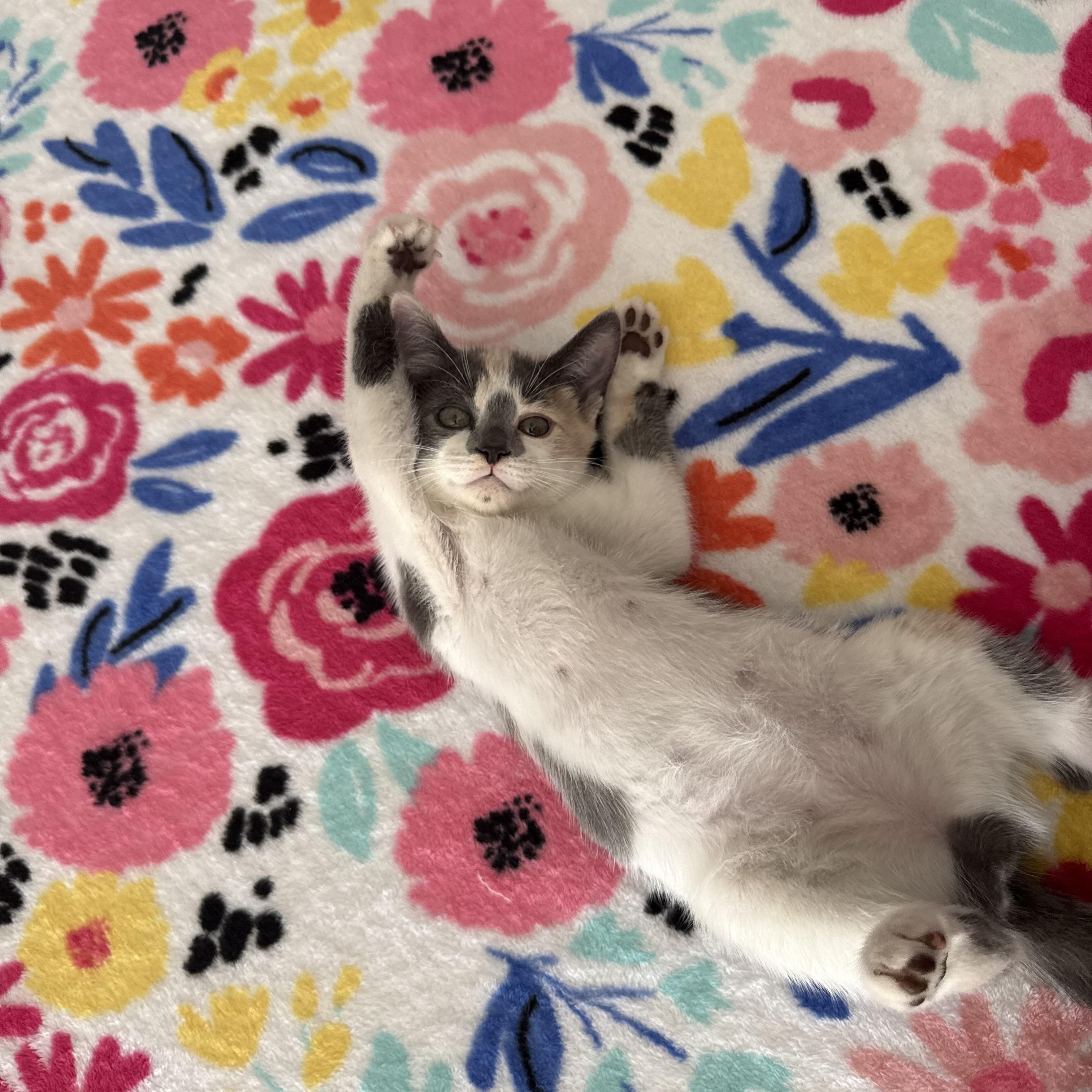 Enlarge Sophia, a Adopted Calico in Maitland, FL image 4/6