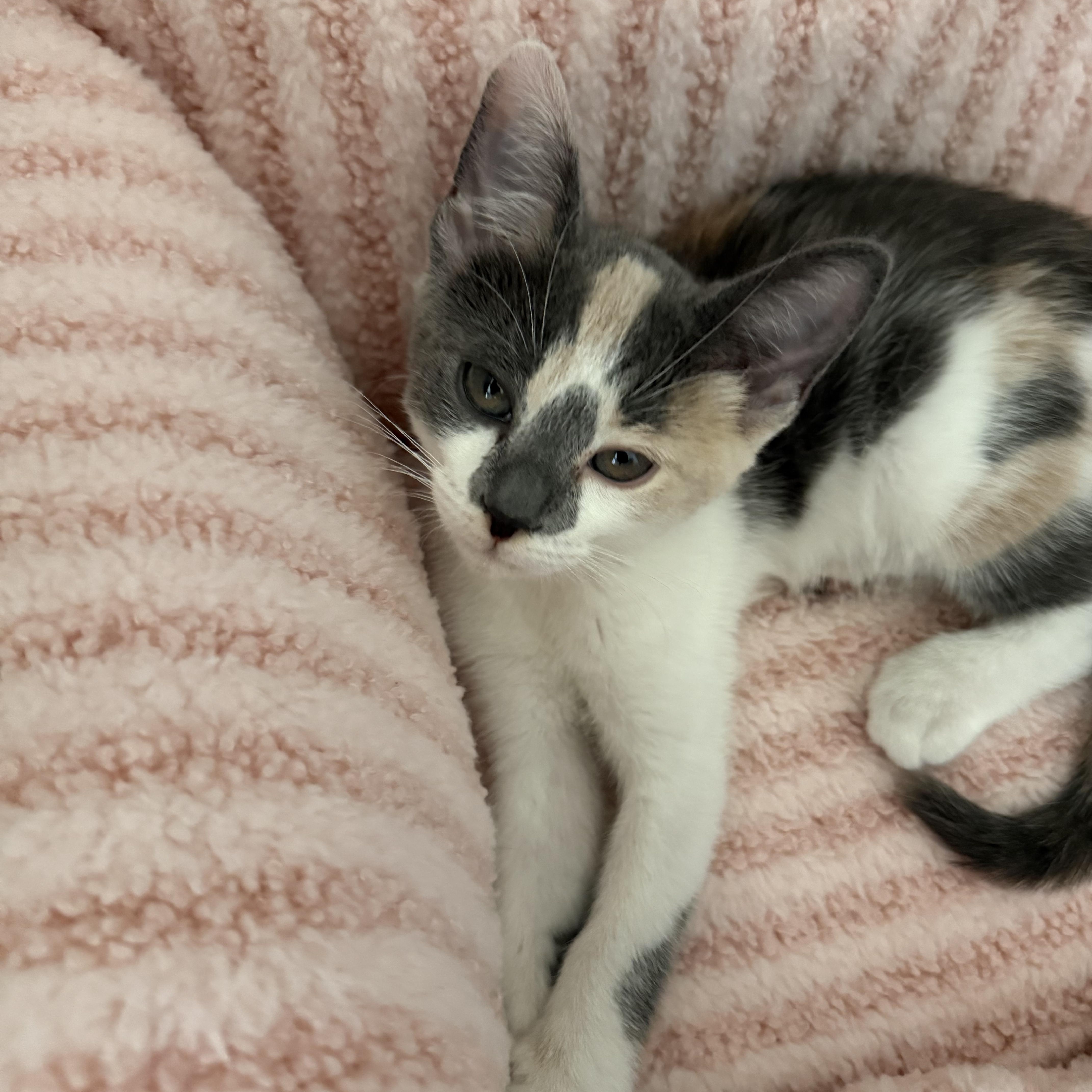 Enlarge Sophia, a Adopted Calico in Maitland, FL image 6/6